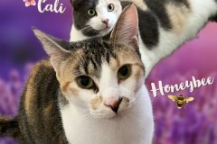 15-CALI-AND-HONEYBEE