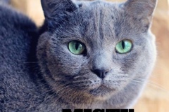 156-Misty (adopted in 2020)