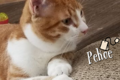 18-19-Pekoe-Adopted-in-2022