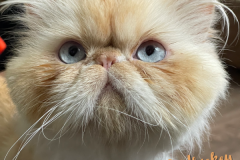 54-Mr-Hairy-aka-Whiskey-Adopted-in-2023