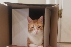 27-28-29-Remy-Adopted-in-2021