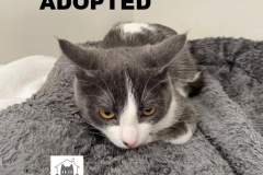 43-44-45-Spirit-Adopted-in-2021