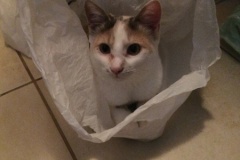 53-Cleo-Adopted-in-2021