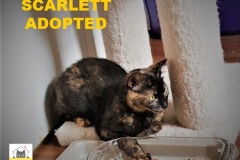 59-Scarlett-Adopted-in-2021