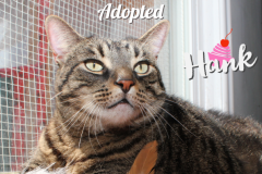 61-Hank (adopted in 2020)