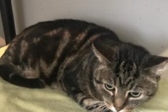 82-Cruiser-Adopted-in-2021