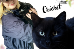 NTCR-Adoptions-2025-1