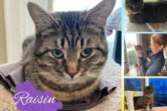 NTCR-Adoptions-2025-19