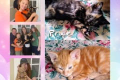 NTCR-Adoptions-2025-23