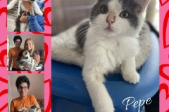 NTCR-Adoptions-2025-25