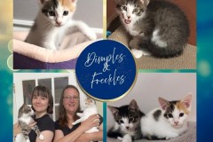 NTCR-Adoptions-2025-27