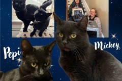 NTCR-Adoptions-2025-3