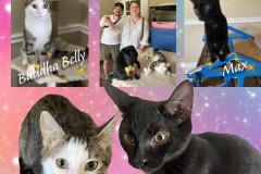 NTCR-Adoptions-2025-4