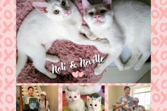 NTCR-Adoptions-2025-48