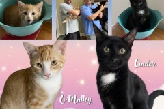 NTCR-Adoptions-2025-49