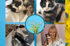 NTCR-Adoptions-2025-6