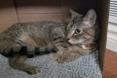 Missy-July-31-2019-2