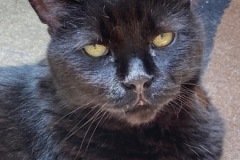 Mookie-2020-12-03