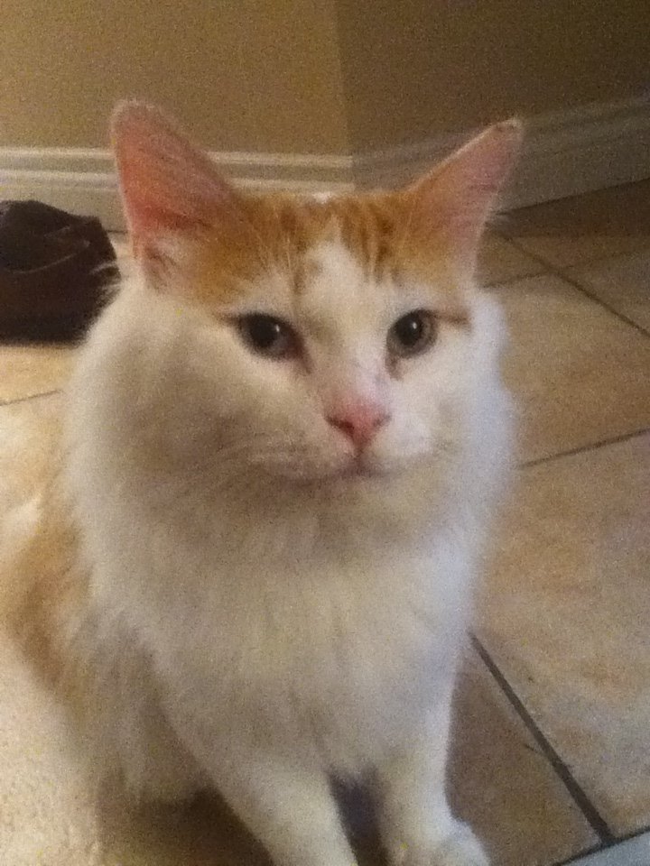 Midas