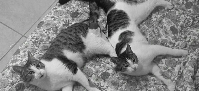 Pippa & Kiki Update