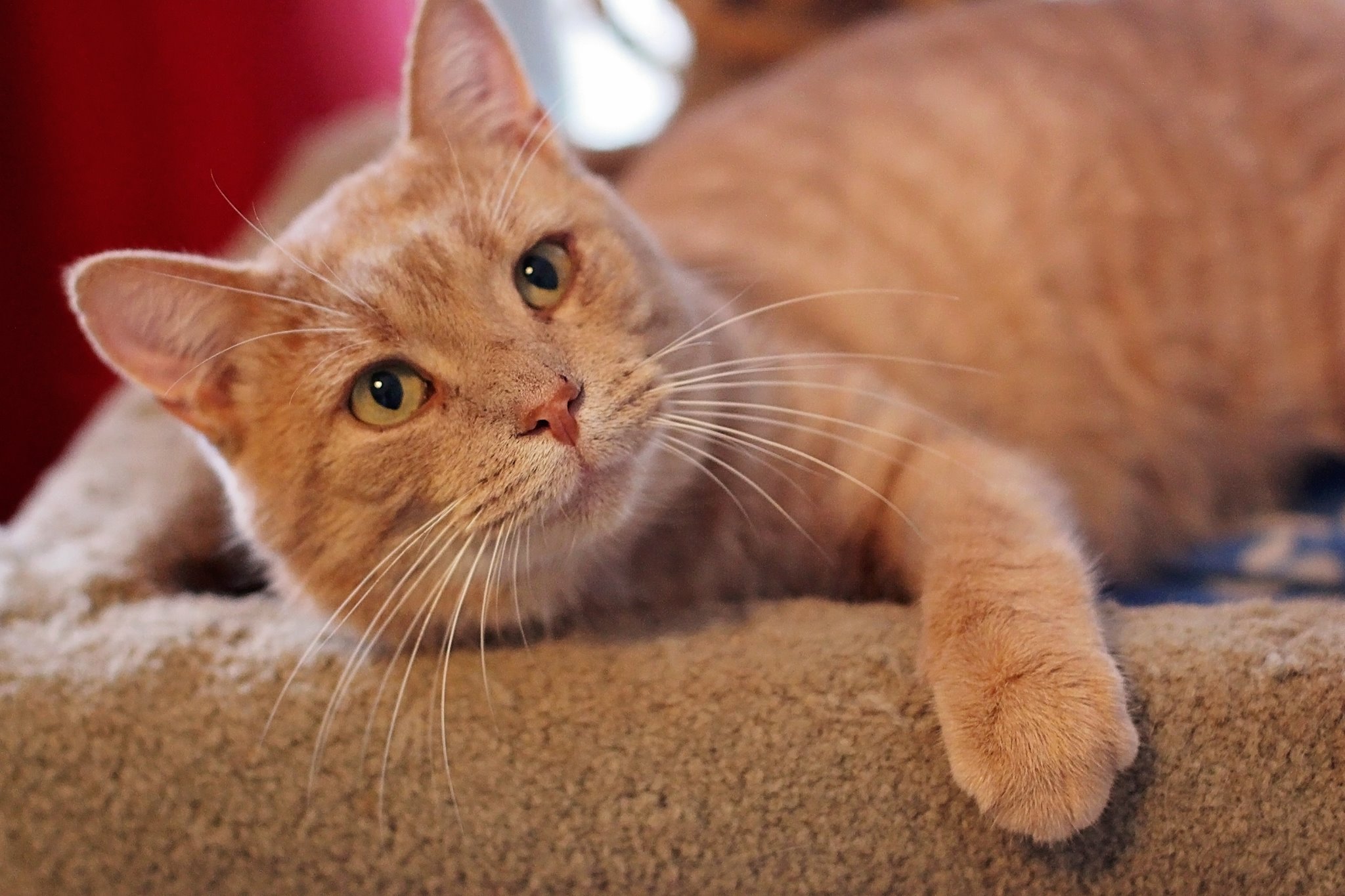 cheeto1 – North Toronto Cat Rescue