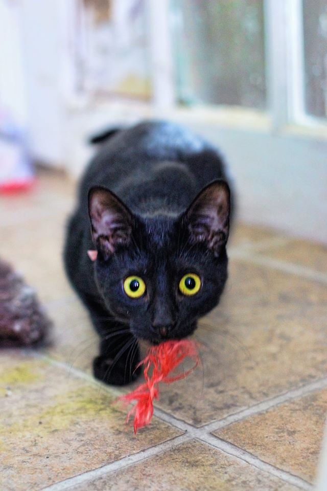 Cats CAN Play Fetch