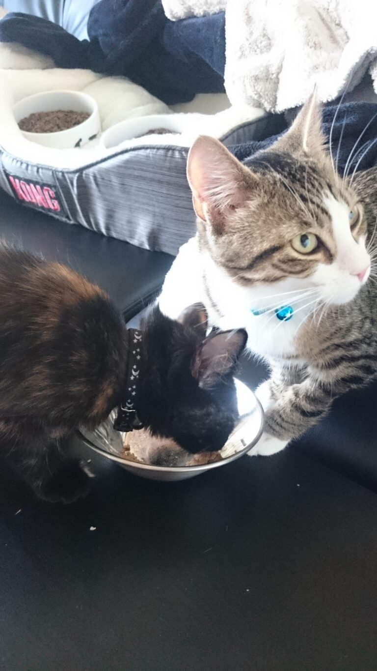 Athena (Taylor) & Nyx (Purcilla)