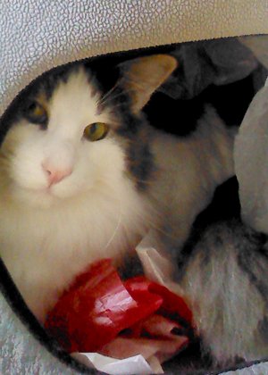 Leo