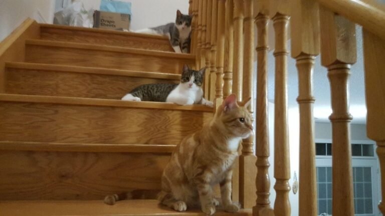 Cody, Tully and brother Macabee