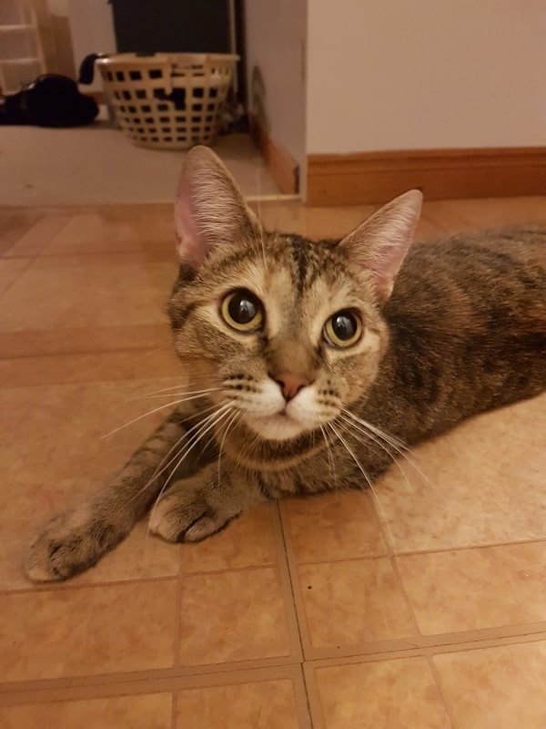 Cora (formerly JILLY)