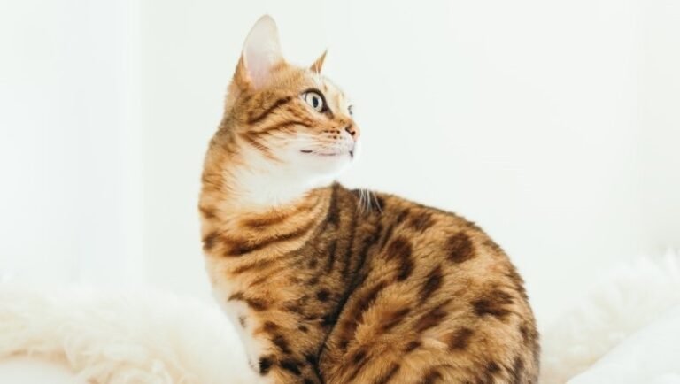 ACHOO! Cat Breeds for Allergy Sufferers