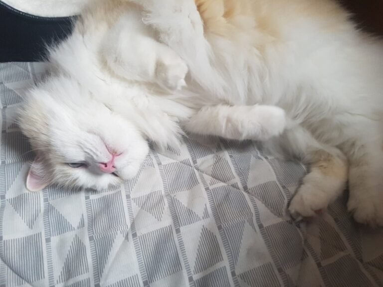 Moe – our Ragdoll