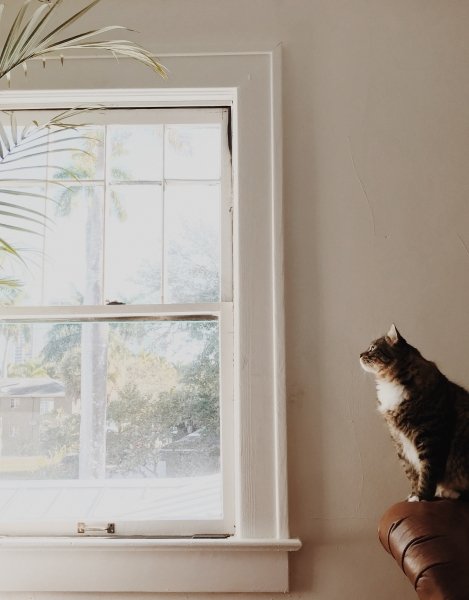 A Cat Proofed Home is a Cat Safe Home