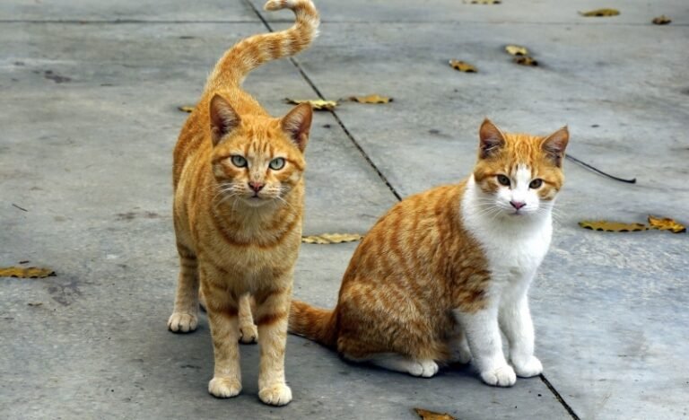 Why Adopt a Rescue Cat?