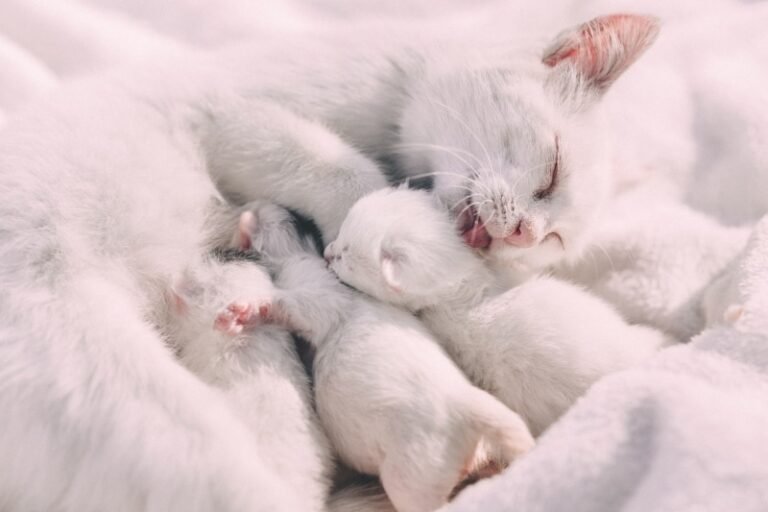 Why Spay and Neuter Your Cat?