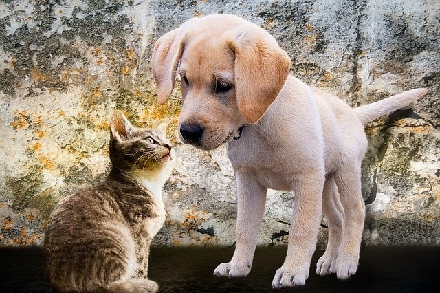 Introducing Your New Cat to Your Other Pets