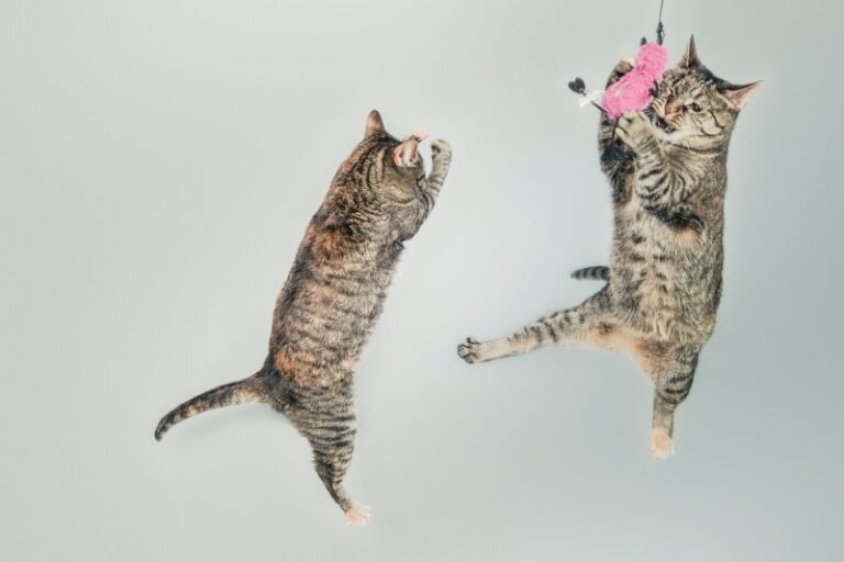 The ABCs of Cat Behavior
