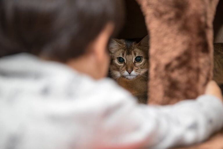 Cat and Baby
