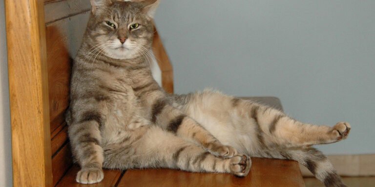 Consider the Cat Sitter