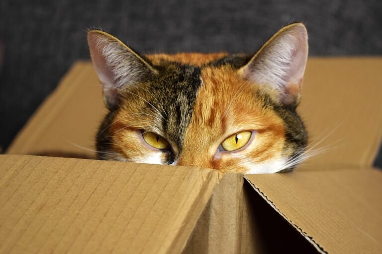 Make Moving Easier for You and Your Cat