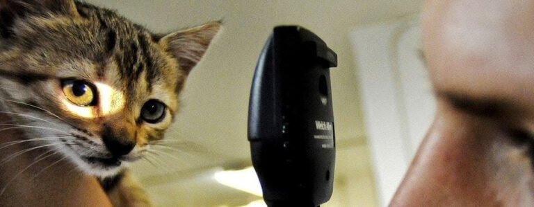 Signs Your Cat May Be Sick