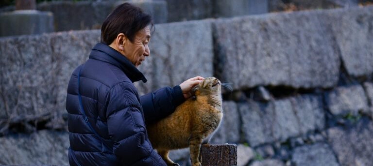 Senior Cats and Senior Citizens