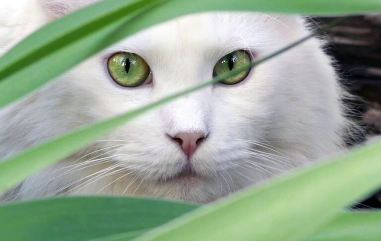 Cat Safe Cat Gardens