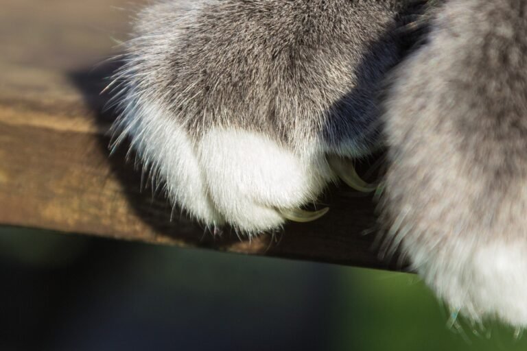 The Downside of Declawing Cats