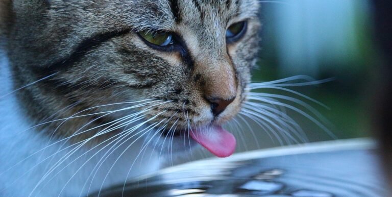 Cool Cats in the Summer