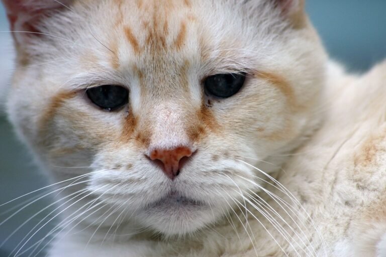 The Marvels of Adopting Mature Cats