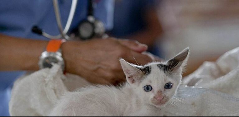 Adopting Cats with Feline Leukemia