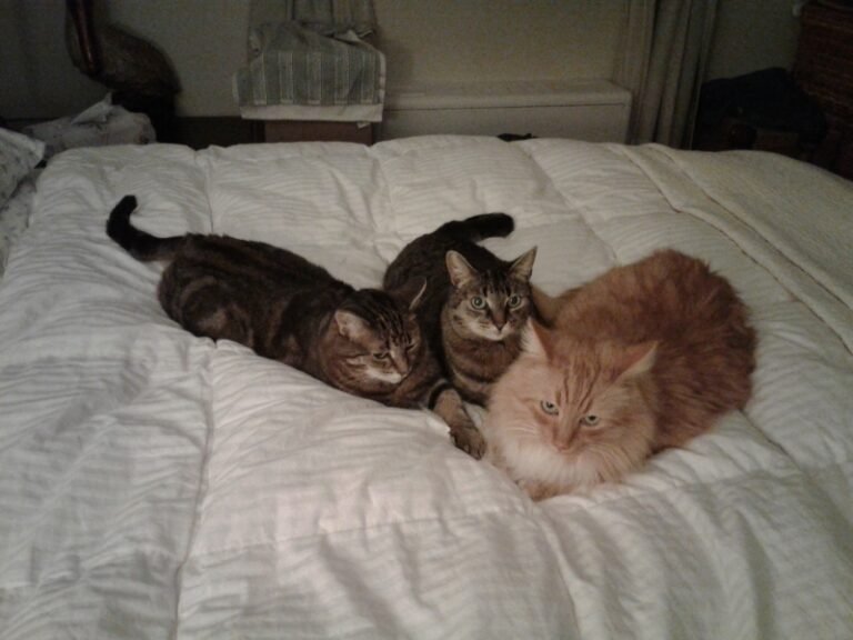 Cheeky, Chalky & Rascal