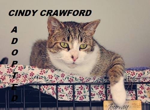 Cindy Crawford