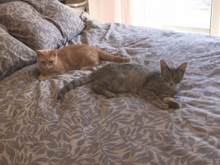 Olive and Honey (Terri)